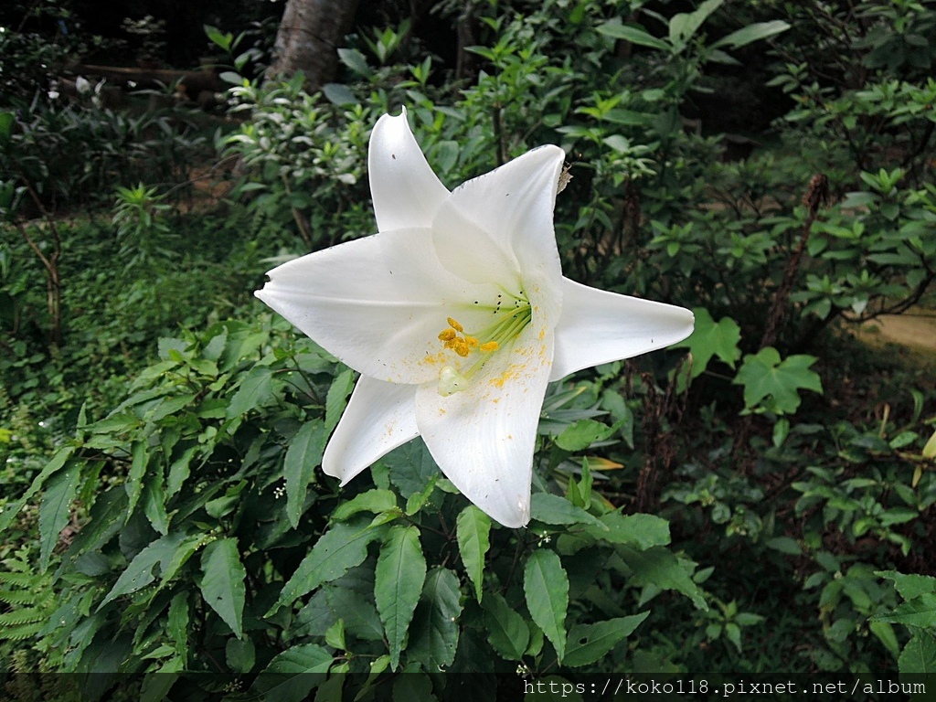 112.5.6 十八尖山-百合花.JPG