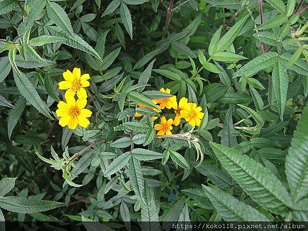 112.5.6 十八尖山-芳香萬壽菊.JPG