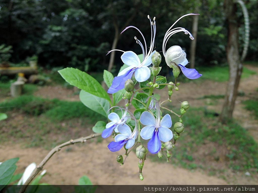 112.5.6 十八尖山-紫蝶花.JPG