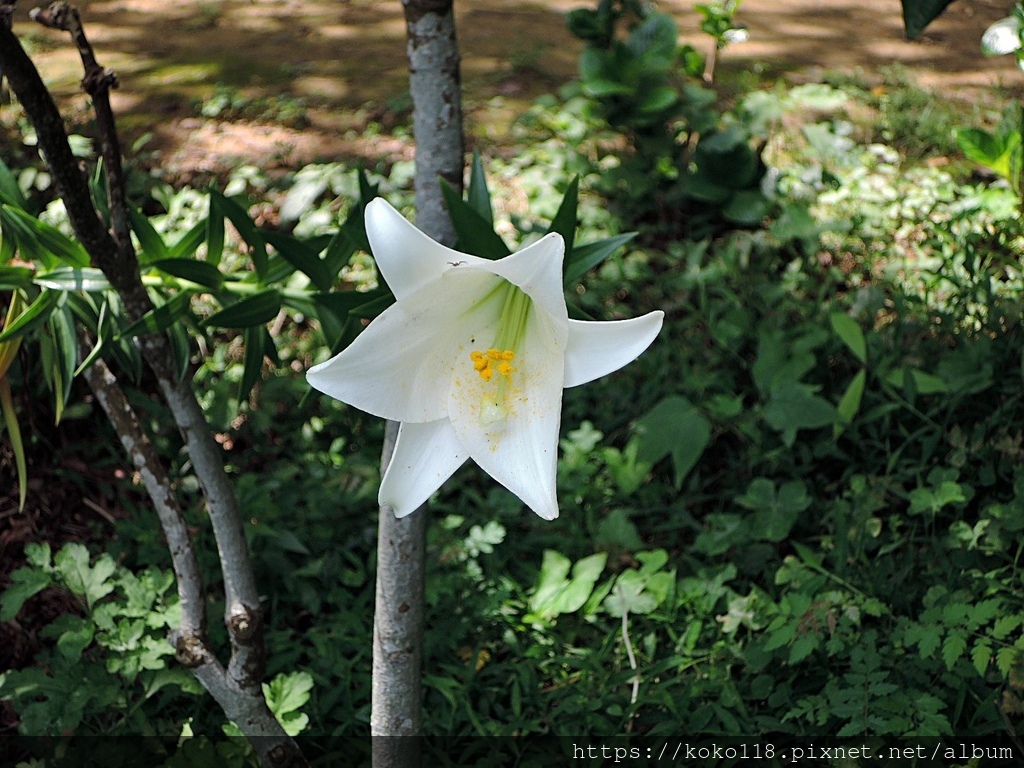 112.5.10 十八尖山-百合花.JPG