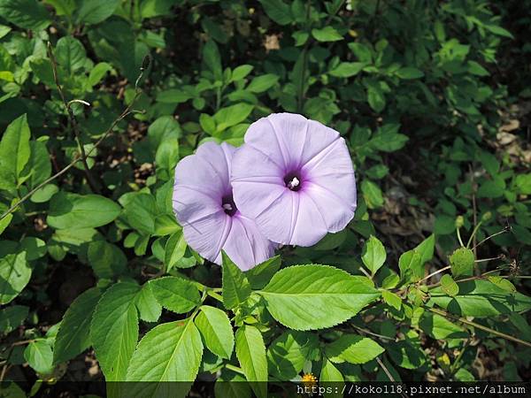 112.5.10 十八尖山-牽牛花.JPG