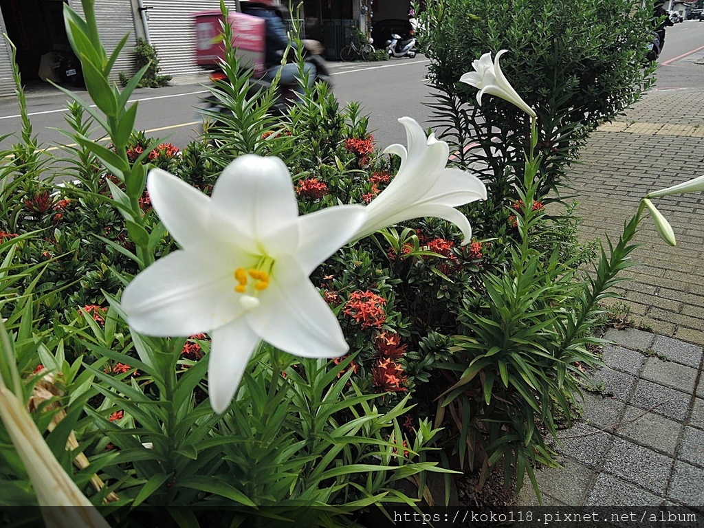 112.5.11 十八尖山下-學府路-百合花.JPG