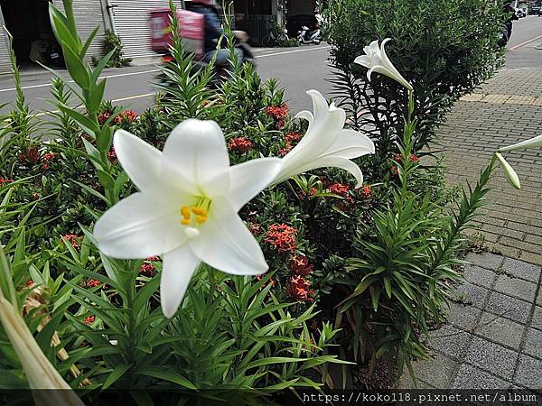 112.5.11 十八尖山下-學府路-百合花.JPG