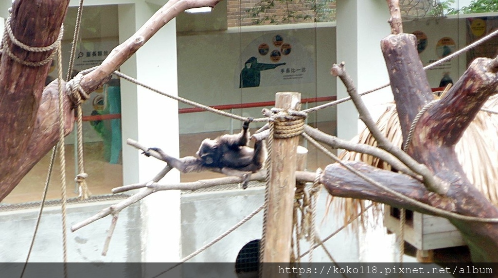 112.5.13 新竹動物園-灰長臂猿1.JPG