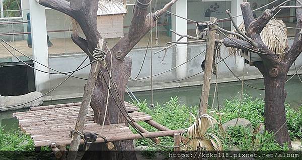 112.5.13 新竹動物園-灰長臂猿4.JPG