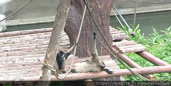 112.5.13 新竹動物園-灰長臂猿6.JPG