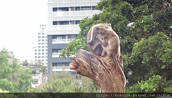 112.5.13 新竹動物園-馬來猴3.JPG