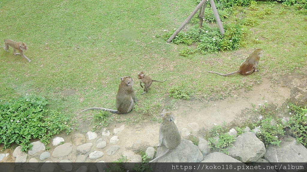 112.5.13 新竹動物園-馬來猴5.JPG