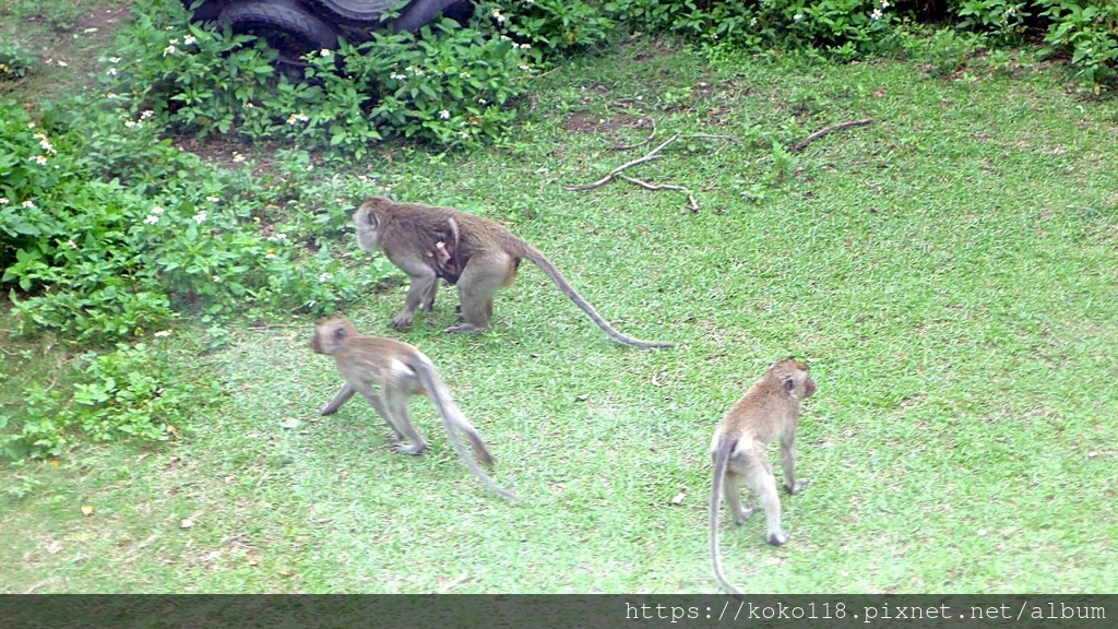 112.5.13 新竹動物園-馬來猴10.JPG