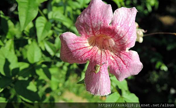 112.5.17 東山濕地生態教學公園-紫芸藤,三突花蛛1.JPG