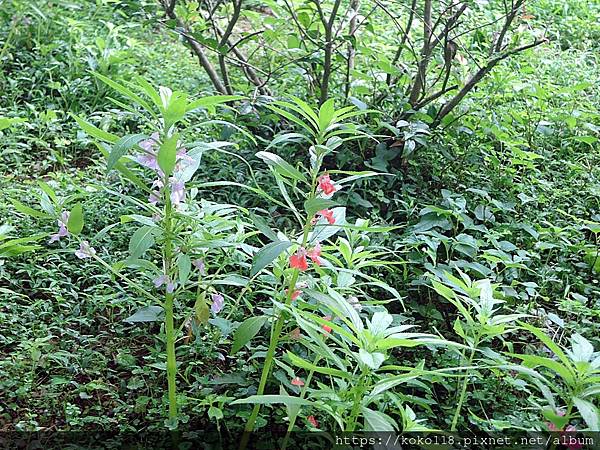 112.5.25 十八尖山-鳳仙花.JPG