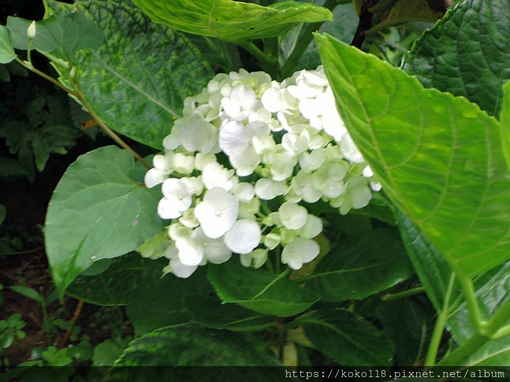 112.5.25 十八尖山-繡球花.JPG