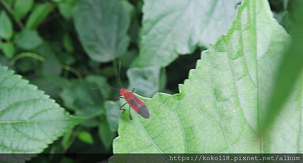 112.5.27 十八尖山-紅姬緣椿象.JPG