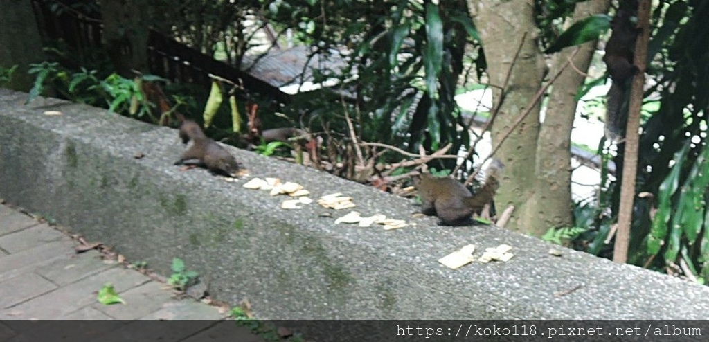 112.5.27 十八尖山-松鼠.JPG