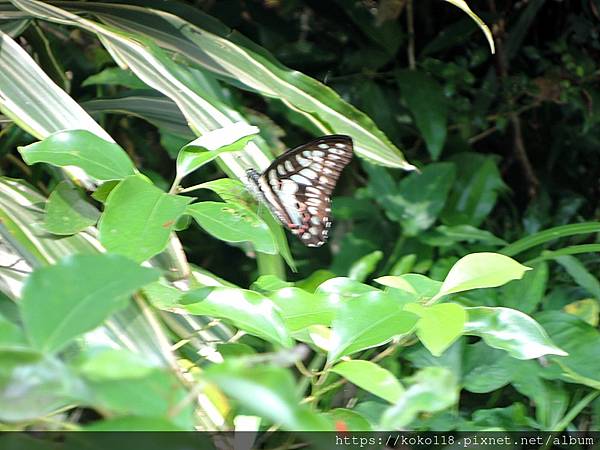 112.5.28 十八尖山-青斑鳳蝶.JPG