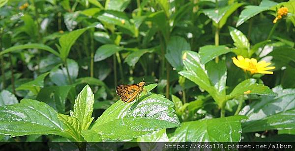 112.6.3 十八尖山-台灣黃斑弄蝶1.JPG