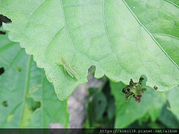 112.6.3 十八尖山-短角異斑腿蝗(若蟲),蓑蛾(避債蛾).JPG