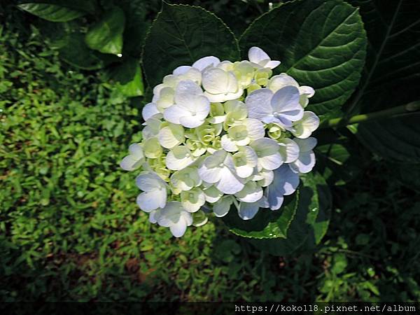 112.6.3 十八尖山-繡球花11.JPG