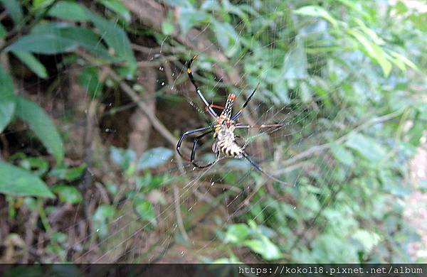 112.6.5 十八尖山-人面蜘蛛獵食蜜蜂3.JPG