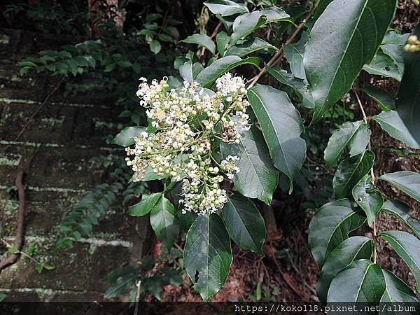 112.6.5 十八尖山-九芎.JPG