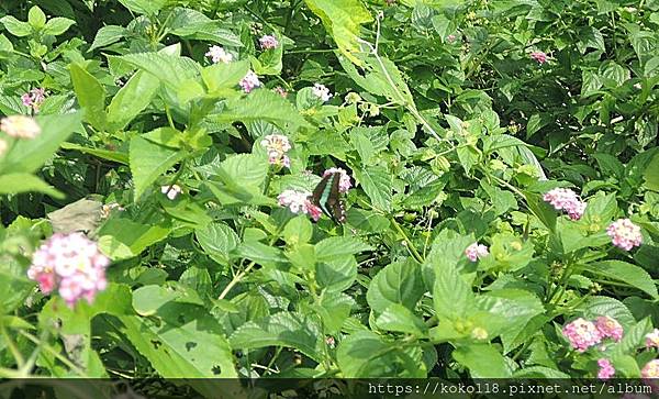 112.6.5 十八尖山-青帶鳳蝶1.JPG