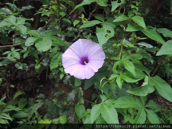 112.6.5 十八尖山-牽牛花.JPG