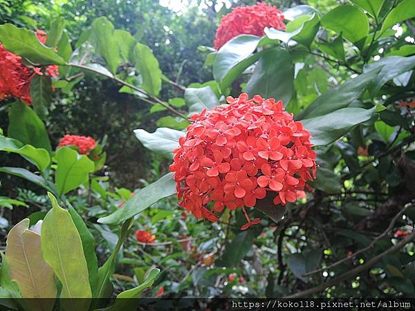 112.6.9 十八尖山-仙丹花1.JPG