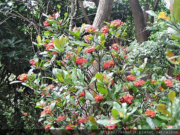 112.6.9 十八尖山-仙丹花.JPG