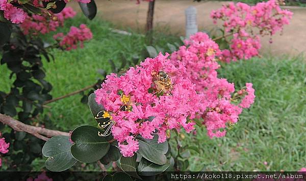 112.6.14 新竹公園-紫薇,蜜蜂8.JPG