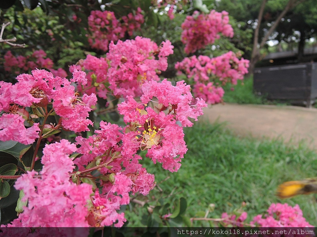 112.6.14 新竹公園-紫薇6.JPG