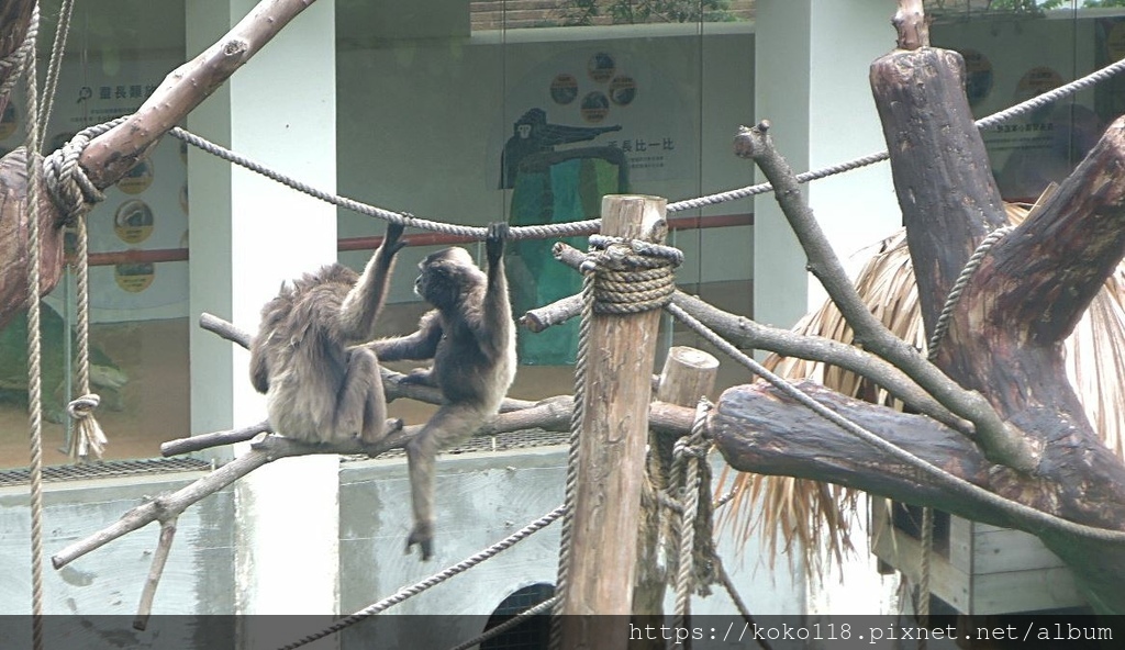 112.6.14 新竹動物園-灰長臂猿4.JPG