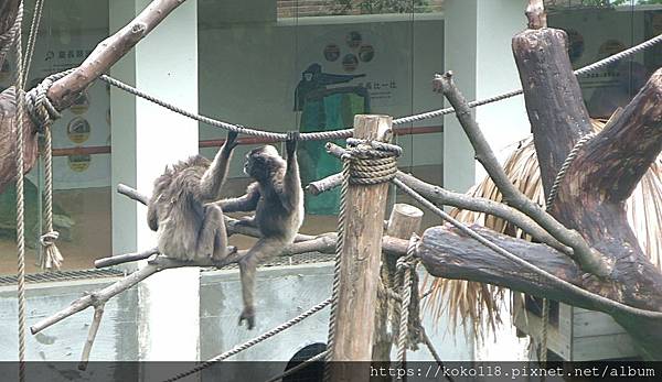 112.6.14 新竹動物園-灰長臂猿4.JPG