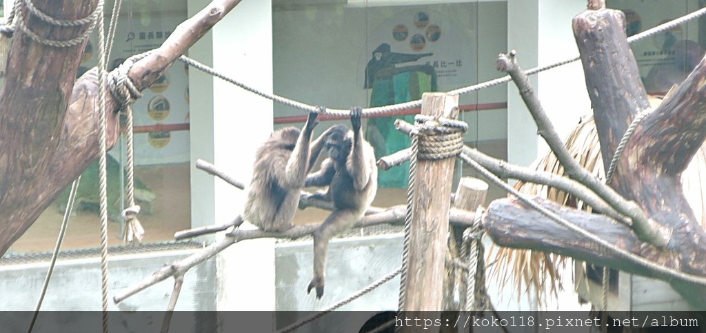 112.6.14 新竹動物園-灰長臂猿5.JPG