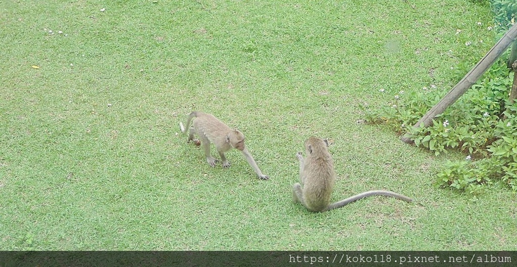 112.6.14 新竹動物園-馬來猴.JPG