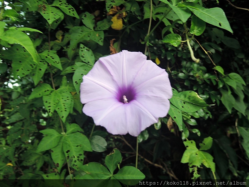 112.6.23 十八尖山-牽牛花.JPG