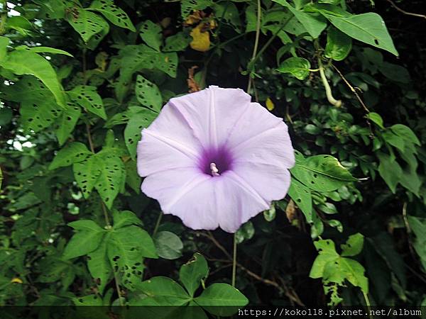 112.6.23 十八尖山-牽牛花.JPG