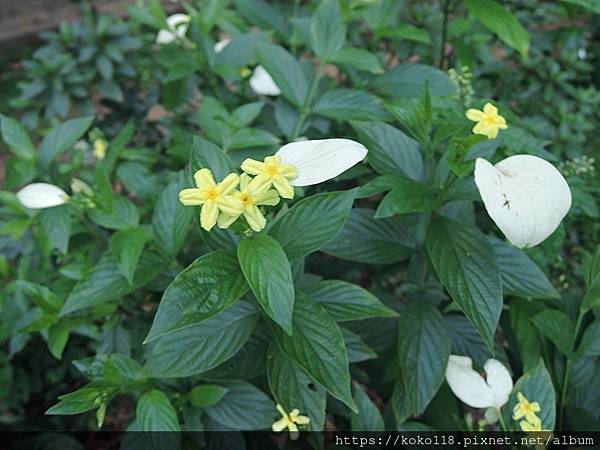 112.6.23 十八尖山-黃萼花.JPG