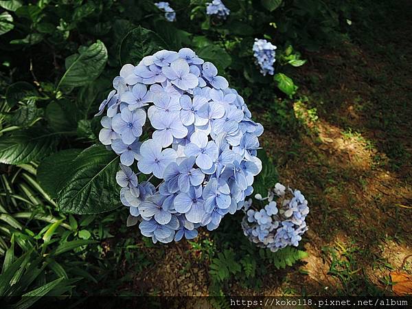 112.6.23 十八尖山-繡球花2.JPG