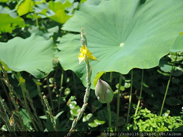 112.6.25 東山濕地生態教學公園-田蔥,荷花.JPG