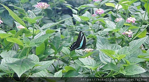 112.6.30 十八尖山-青帶鳳蝶1.JPG