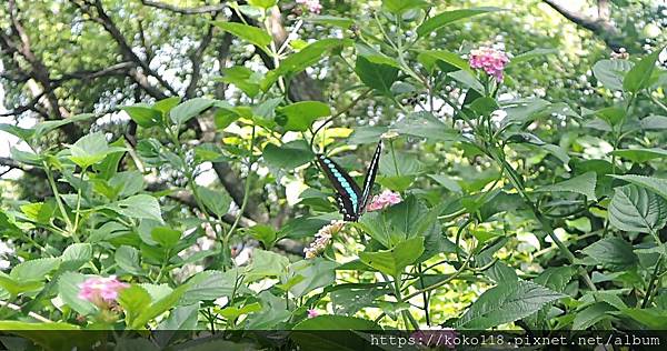 112.6.30 十八尖山-青帶鳳蝶.JPG