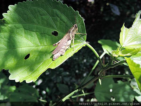 112.6.30 十八尖山-短角異斑腿蝗.JPG