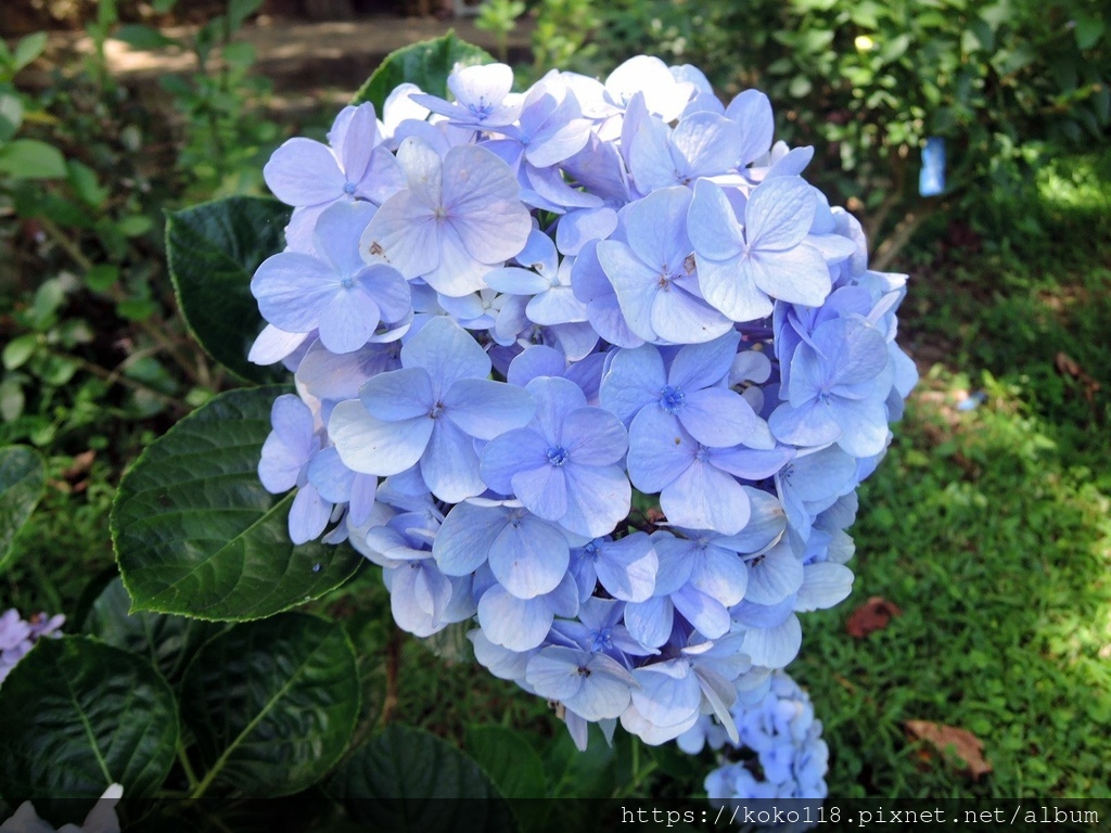 112.6.30 十八尖山-繡球花.JPG