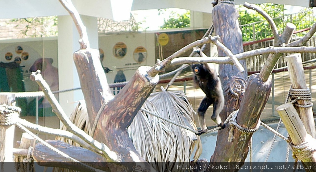 112.7.5 新竹動物園-灰長臂猿.JPG