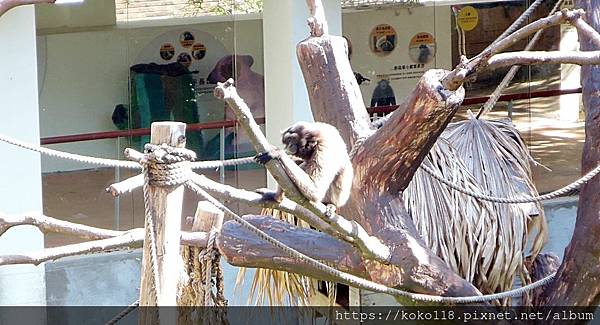 112.7.5 新竹動物園-灰長臂猿1.JPG