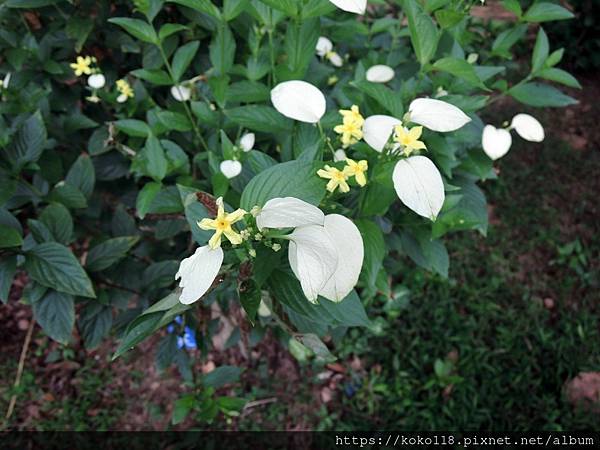 112.7.15 十八尖山-黃萼花.JPG