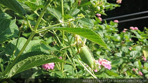 112.7.15 十八尖山-寬腹螳螂2.JPG