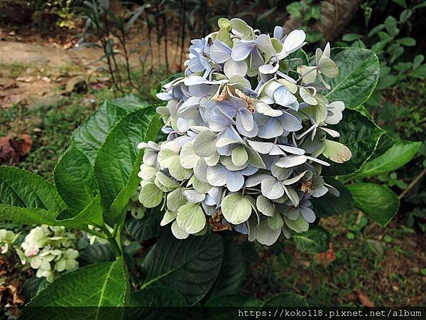 112.7.15 十八尖山-繡球花.JPG