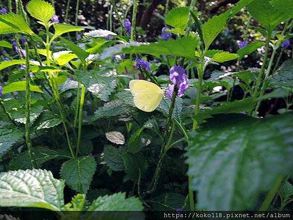 112.7.19 十八尖山-台灣黃蝶.JPG