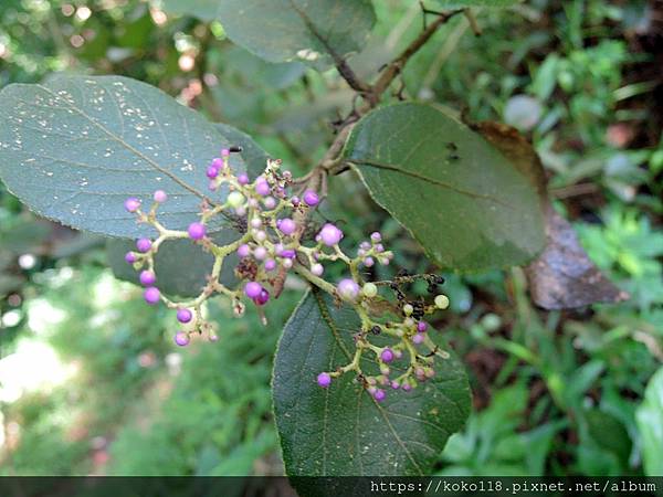 112.7.19 十八尖山-杜虹花1.JPG